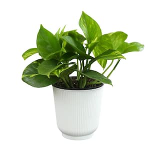 Decorative Golden Pothos Houseplant Air Purifying Indoor Plant Gift in 4.25 in. White Pot