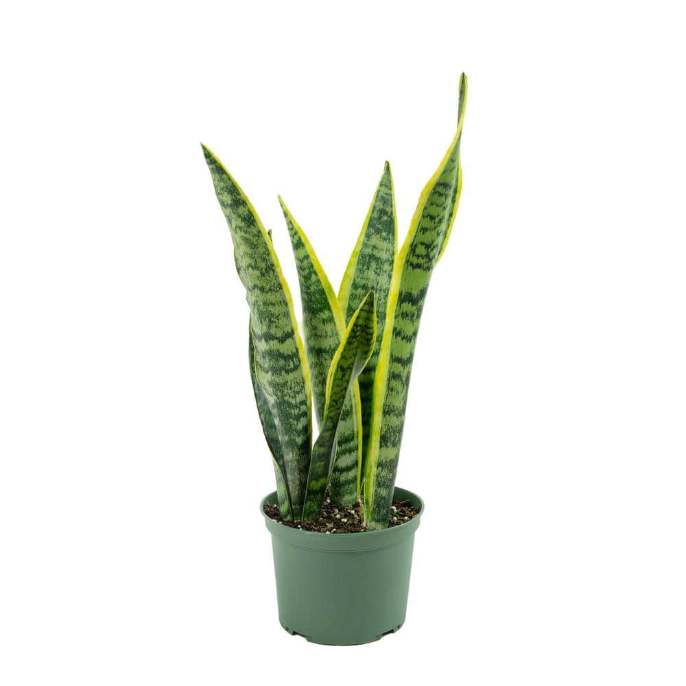 national PLANT NETWORK 6 In. Snake Plant 'Laurentii' Sansaveria Plant ...