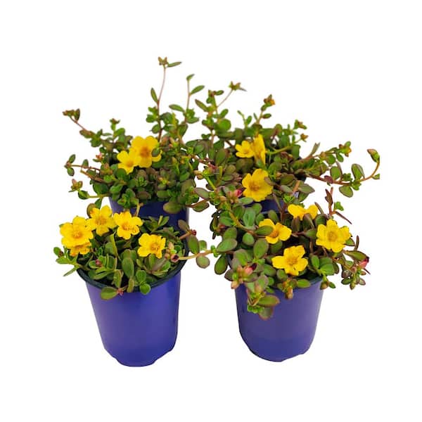Pure Beauty Farms 1.38 Pt. Purslane Plant Yellow Flowers in 4.5 In