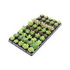 1.66 Oz. Succulent Plant Mix in 1.75 In. Cell Grower's Tray (50-Plants)