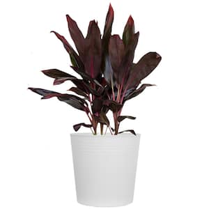 Red Sister Cordyline Florida Ti Plant Live Indoor Outdoor Houseplant 10 inch White Decor Pot