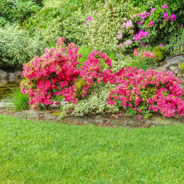 aleaページ national PLANT NETWORK 3 gal. Hershey Red Azalea Shrub with