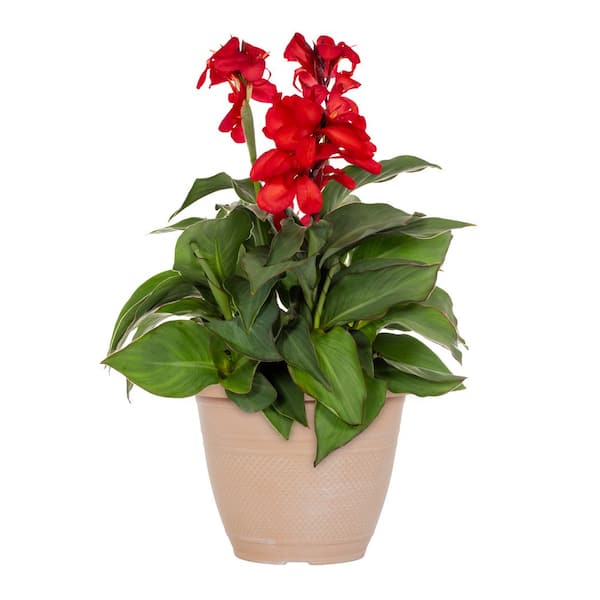 METROLINA GREENHOUSES 1.75 Gal. Canna Lily Cannova in Decorative Planter Green Leaf Rose Pink Perennial Plant (1-Pack)