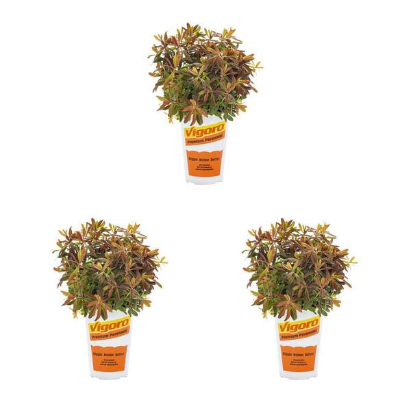 Vigoro 2 qt. Euphorbia Spurge Bonfire Red Bicolor Perennial Plant (3-Pack)