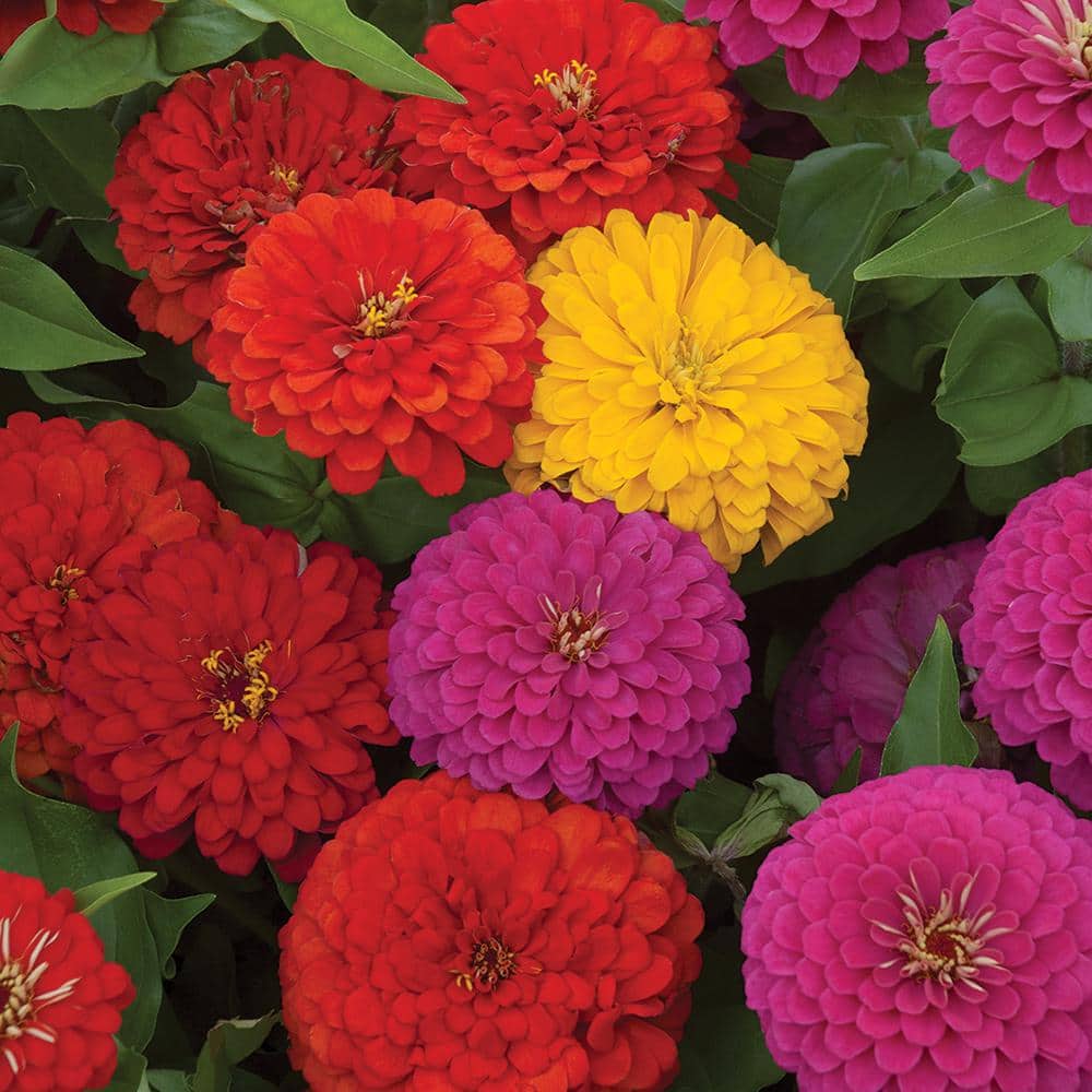 ZINNIA Bulk Zinnia Seeds - Swizzle Mix | Flower Seeds in Packets