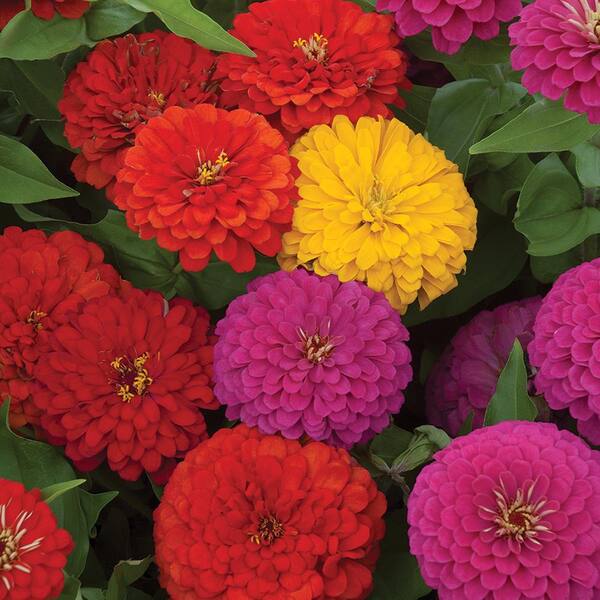 Altman Plants Capello Annual Zinnia Zsty #10 1004351904 - The Home Depot