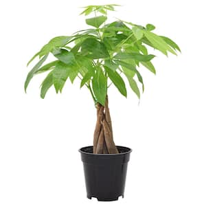 4 in. Money Tree Plant Black Plastic Grower Pot