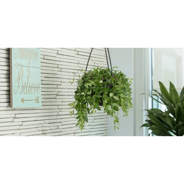 6.6 in. Angel Assortment No Ivy Plant in Ceramic HB