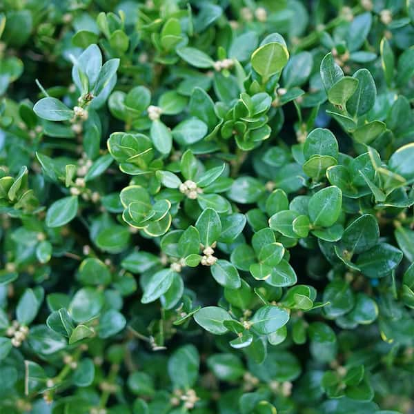 PROVEN WINNERS 1 Gal. Neatball Boxwood Shrub 18217 - The Home Depot