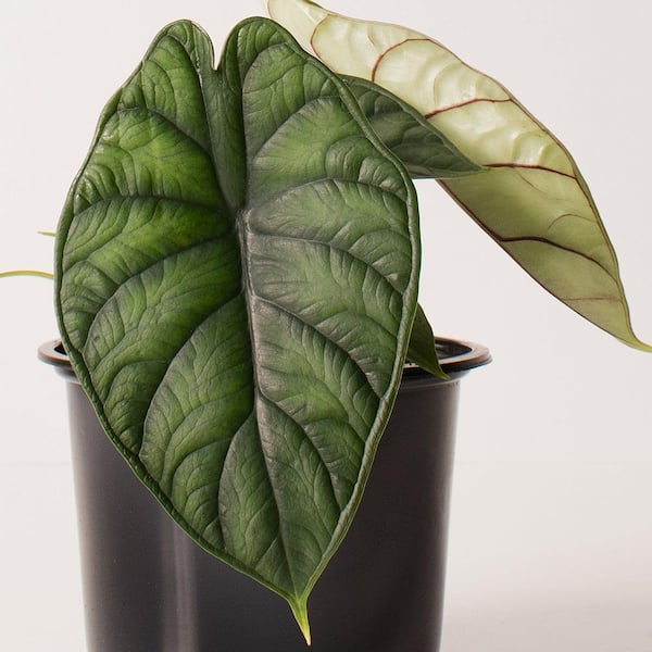 その他観葉植物 Alocasia Dragon scale var NO2 Alocasia Dragon scale var NO2 - メルカリ
