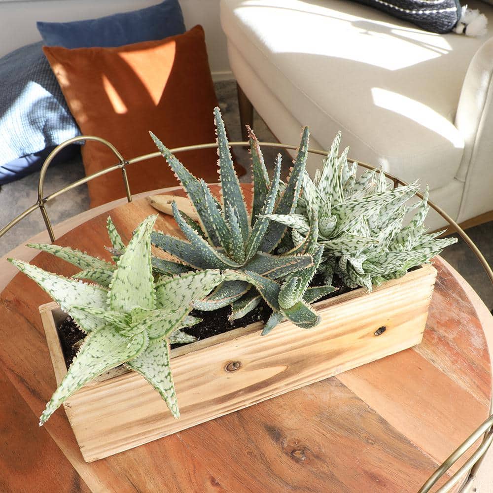 Vibrant Star Aloe Trio - 8" Multicolor Succulent Variety Pack