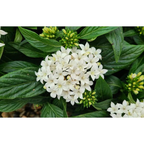1.38 Pt. Penta Plant White Flowers in 4.5 In. Grower's Pot (4-Plants)