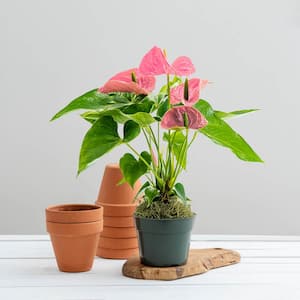 6 in. Pot Pink Dutch Anthurium Live Potted Indoor Tropical Houseplant