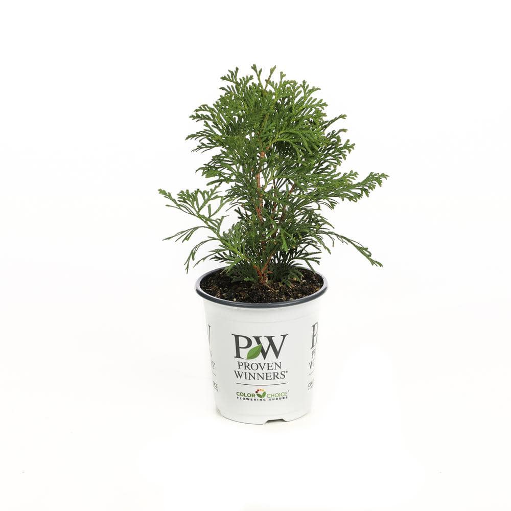 UPC 738793003273 product image for 4.5 in. Qt. North Pole Arborvitae (Thuja) Live Evergreen Shrub, Green Foliage | upcitemdb.com