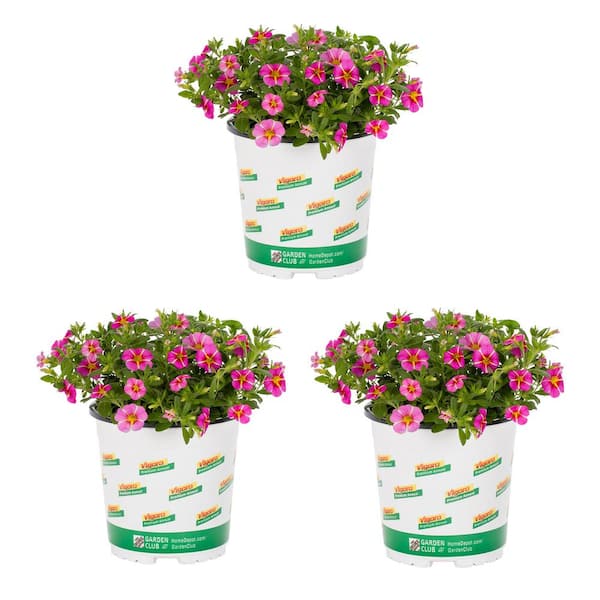 Vigoro 2 qt. Calibrachoa Million Bells Cabaret Pink Star Annual Plant ...