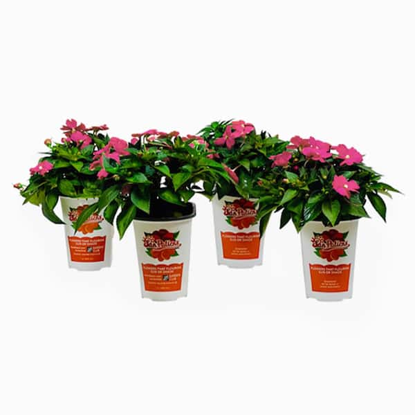 1 Qt. Pink SunPatiens Impatiens Outdoor Annual Plant with Pink Flowers in 4.7 in. Grower's Pot (4-Plants)
