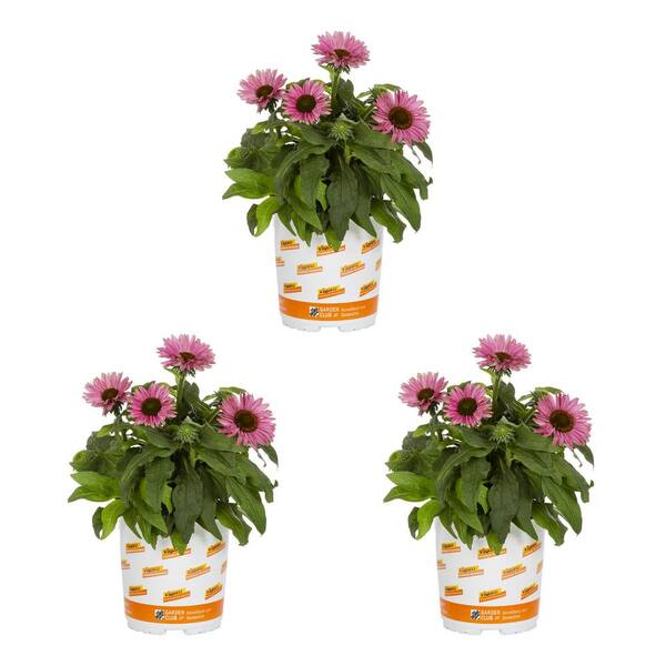 Vigoro 2 Qt. Echinacea Sunseeker Magenta Perennial Plant (3-Pack) 4540 ...