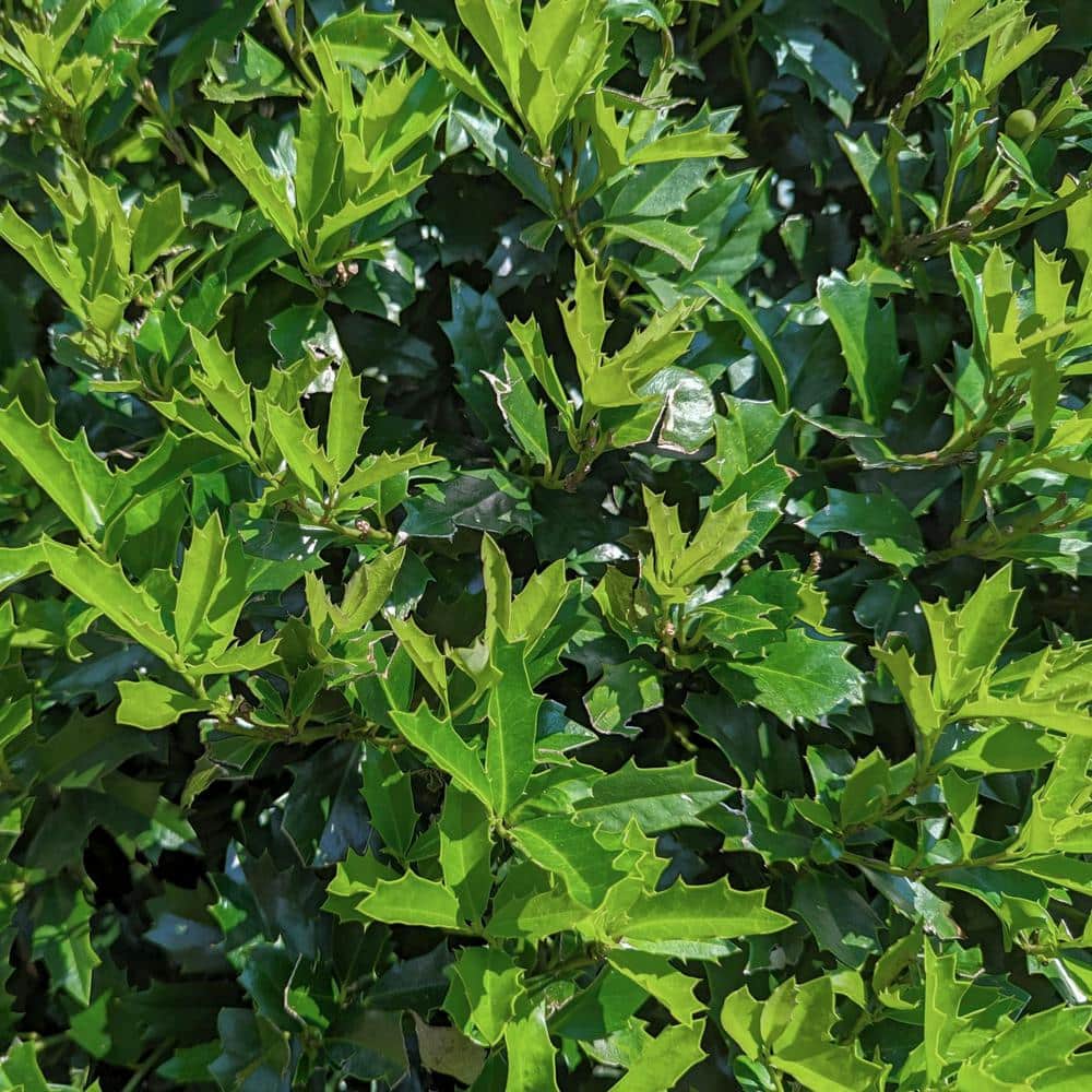 Oakland Holly Evergreen Shrub with Unique Oak-Like Leaves