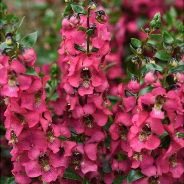 Vigoro 1 qt. Angelonia Serenita Rose Annual Live Plant (4-Pack)