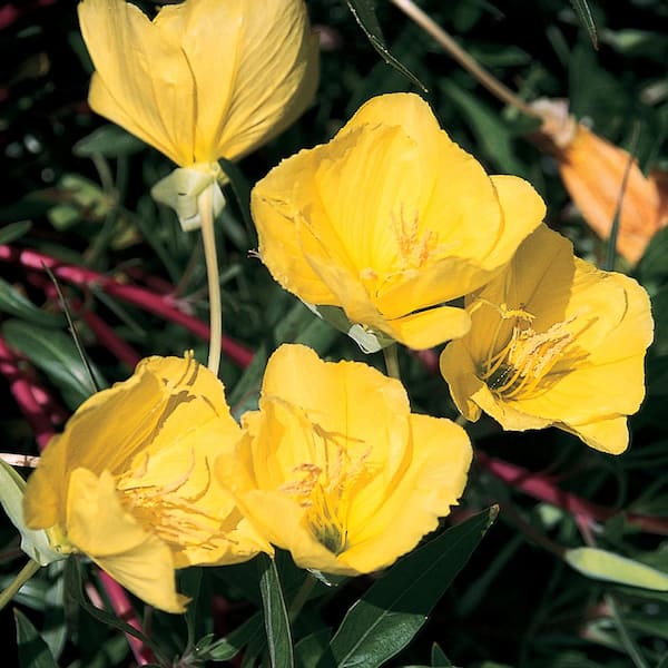 ALTMAN PLANTS 2.5  qt. Oenothera Ozark Sundrops Perennial Plant With Yellow Flowers