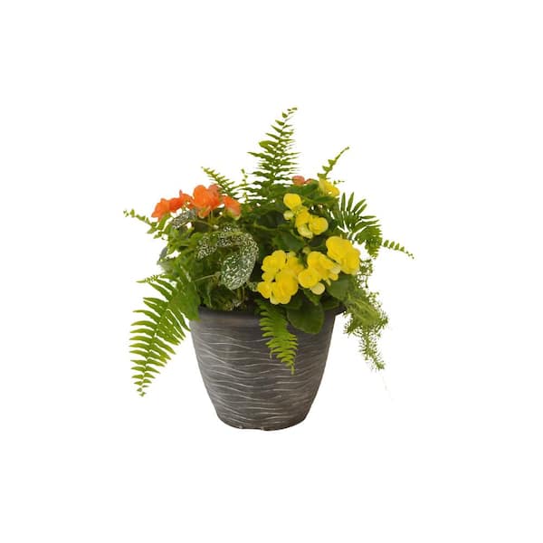 Unbranded 13 in. Mix Orange/Yellow Begonia Planter