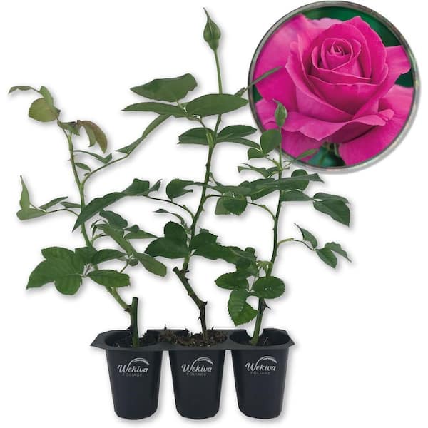 All My Loving Rose Bush-2 Live Starter Plants in 2 in. Growers Pots-Beautifully Hybrid Tea Rose-A Versatile Beauty