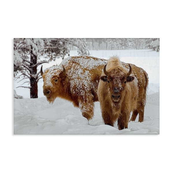 Winter White Bison by Mike Jones Unframed Graphic Art Print Animal 30 in. x 45 in.