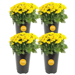 Yellow Ready to Bloom Fall Chrysanthemum Outdoor Plant in 1 Qt. Grower Pot, Avg. Shipping Height 8 in. Tall (4-Pack)