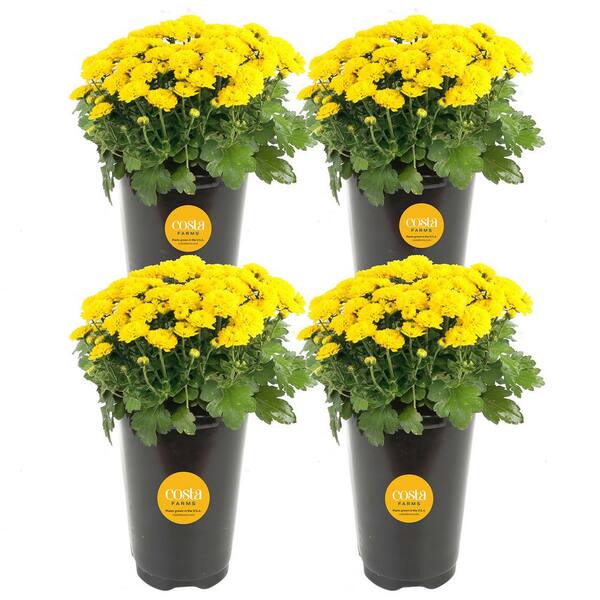 Costa Farms Yellow Ready to Bloom Fall Chrysanthemum Outdoor Plant in 1 Qt. Grower Pot, Avg. Shipping Height 8 in. Tall (4-Pack)