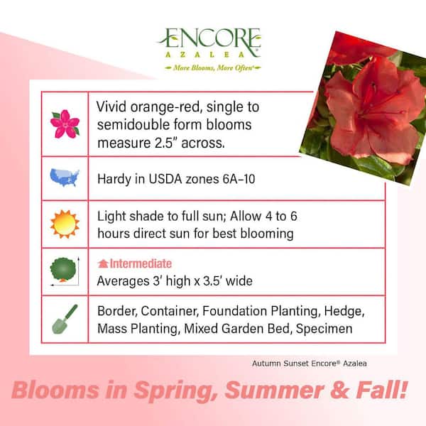 1 Gal. Autumn Sunset Azalea Shrub with Reblooming Orange-Red Flowers - Low-Maintenance Evergreen Plant