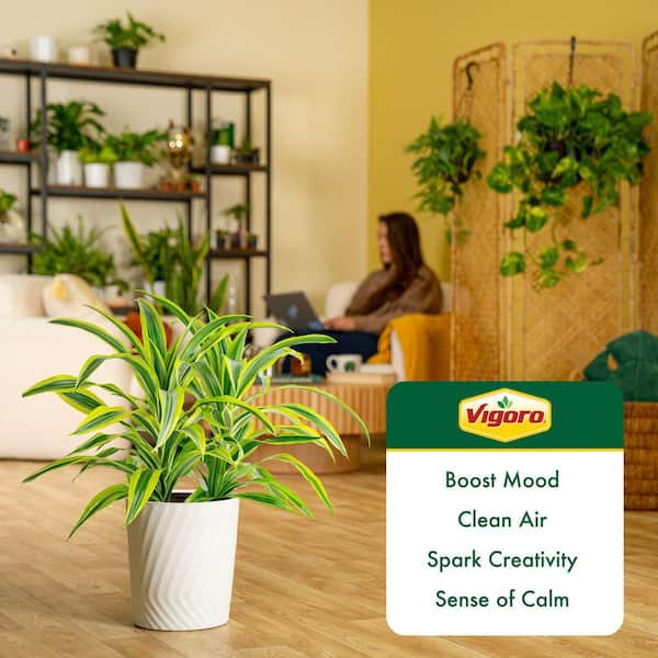 buy philodendron Philodendron Goeldii