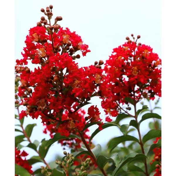 3 Gal. Bloomables Bellini Strawberry Crape Myrtle Shrub with Red Flowers