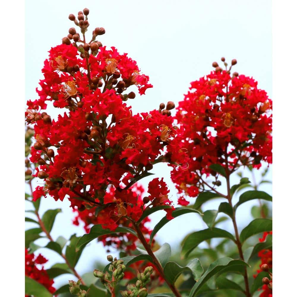 3 Gallon Red Deciduous Crepe Myrtle Shrub