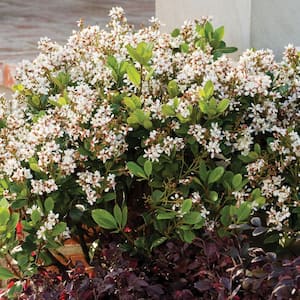 2 Gal. Spring Sonata Indian Hawthorn, Live Evergreen Shrub, White Flower Clusters