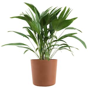 Chinese Fan Palm Live Indoor Outdoor Plant in 10 inch Premium Sustainable Ecopots Terracotta Pot