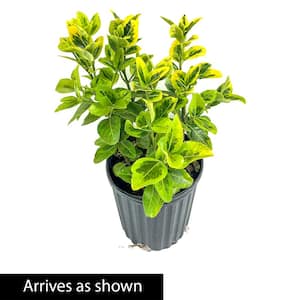 2.50 Qt. Pot, Golden Euonymus Shrub Potted Evergreen Plant (1-Pack)