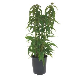 3 Gal. Purple Coneflower Perennial Plant (1-Pack)