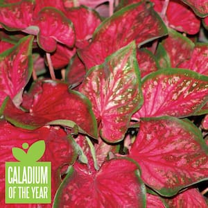 4.5 in. Quart Heart to Heart Scarlet Flame (Caladium) Live Plant in Red Foliage