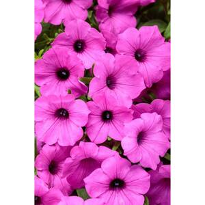 4.25 in. Grande, Supertunia Vista Jazzberry (Petunia), Live Plant, Purple Flowers (4-Pack)