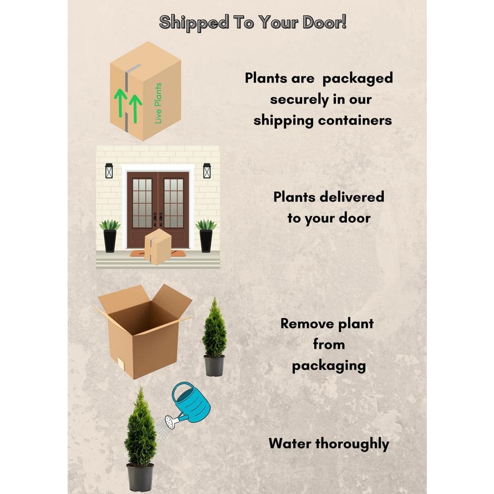 Emerald Green Arborvitae 1-Gallon Evergreen Shrub