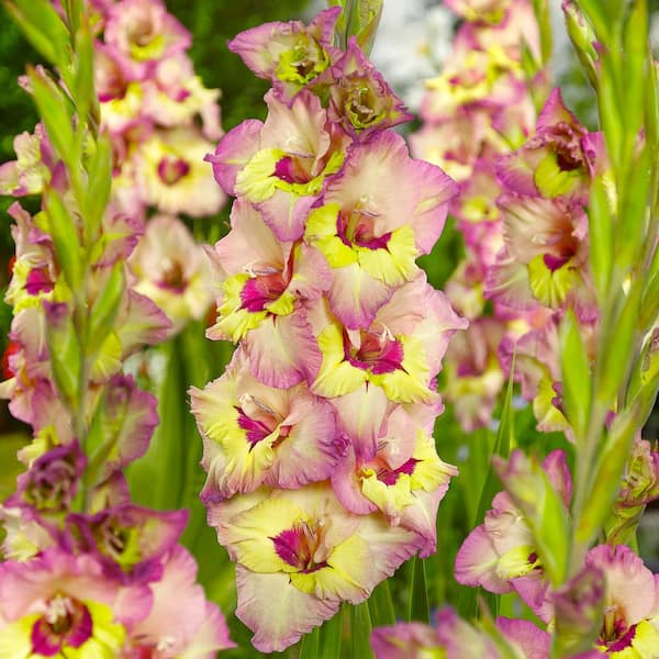 VAN ZYVERDEN Van Zyverden Gladiolus Large Flowering Sapporo Set of 12 Bulbs