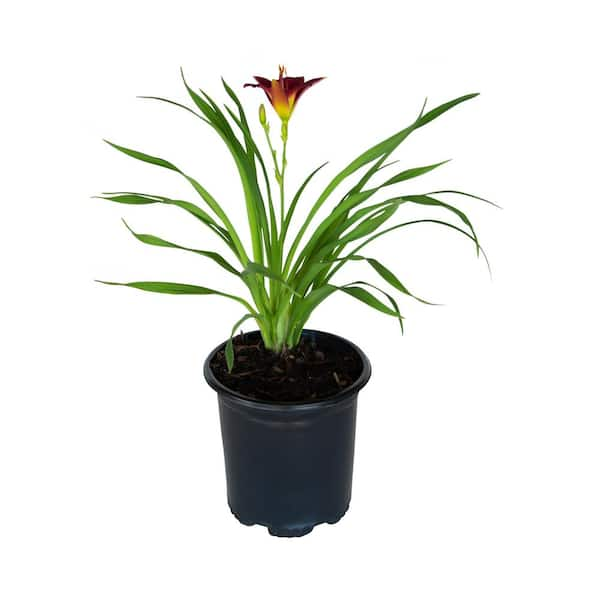 FLOWERWOOD 2.5 Qt. Pardon Me Daylily, Live Perennial Plant, Red Blooms with Yellow Throats