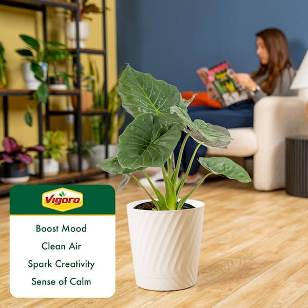 bamboo shoots snake plant Lucky Bamboo Plant Care - How to Grow Dracaena sanderiana main image 1