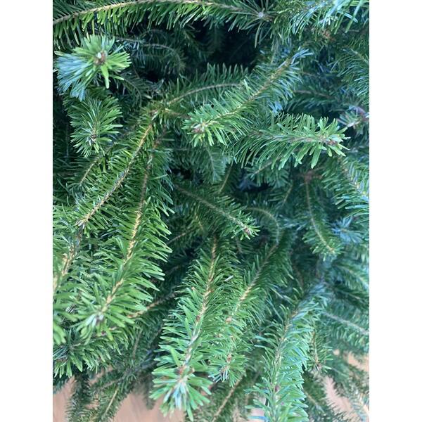 7 ft. to 7.5 ft. Freshly Cut Fraser Fir Live Christmas Tree FF 7-8