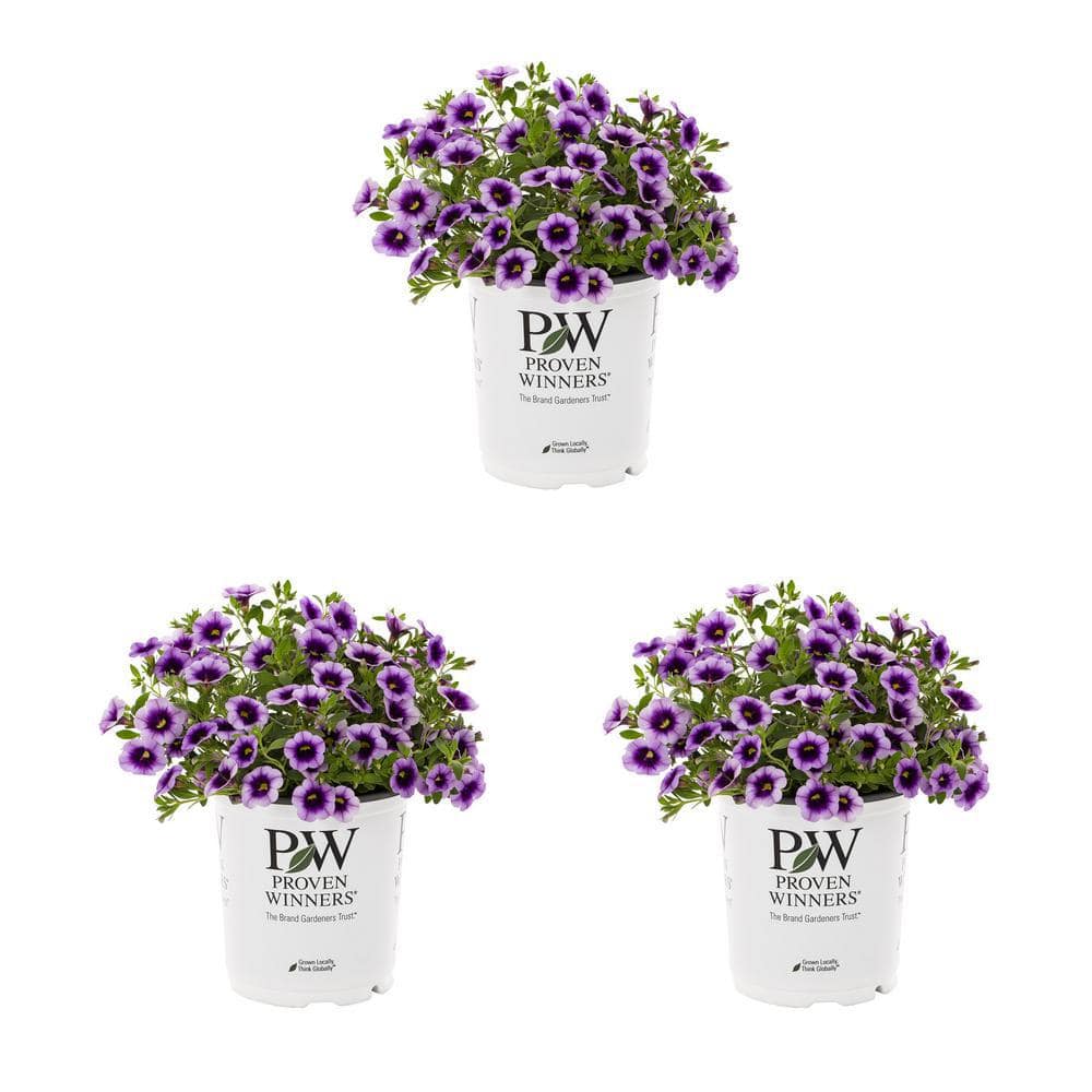 METROLINA GREENHOUSES 2.5 qt. Proven Winners Calibrachoa Superbells ...