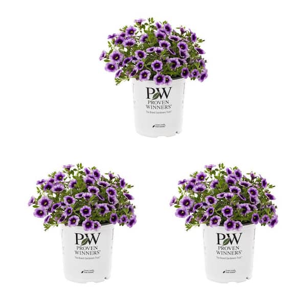 METROLINA GREENHOUSES 2.5 qt. Proven Winners Calibrachoa Superbells Blue Moon Punch Purple Bicolor Annual Plant (3-Pack)