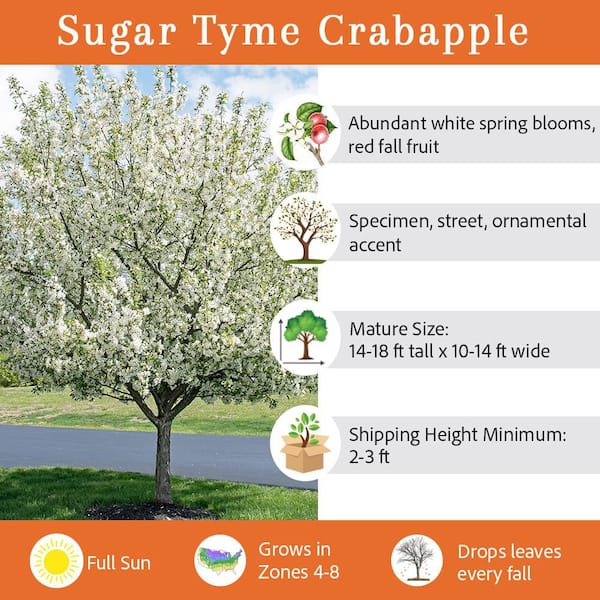 ☆tree☆ページ Have a question about 5 Gal. Sugar Tyme White Flowering Crabapple