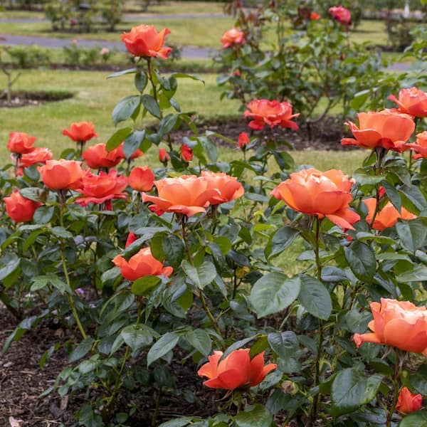 national PLANT NETWORK Bare Root Rose Tropicana with Orange