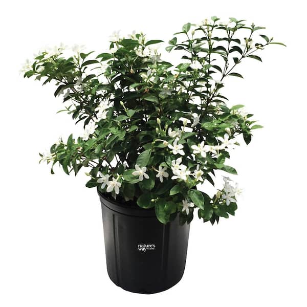 Jasmine Asian Snow Live Outdoor Plant in Growers Pot Avg Shipping Height 2 ft. to 3 ft. Tall