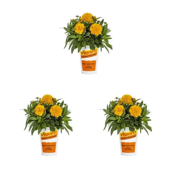 Vigoro 2 qt. Coreopsis Tickseed Solanna Golden Sphere Orange Perennial Plant (3-Pack)
